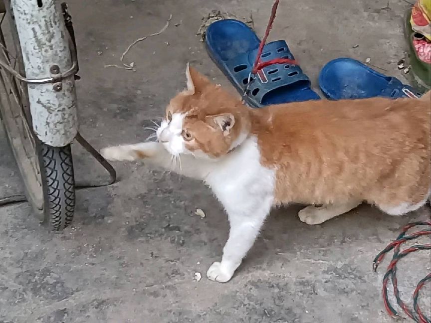 猫图片|宠物猫|猫咪|