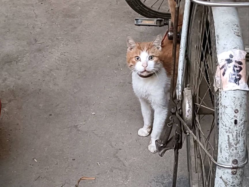 猫图片|宠物猫|猫咪|