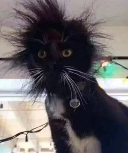 猫图片|宠物猫|猫咪|