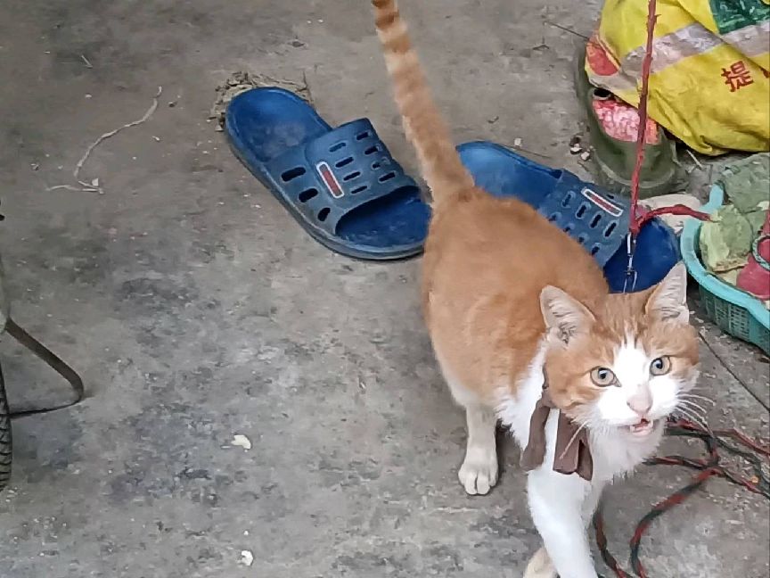 猫图片|宠物猫|猫咪|