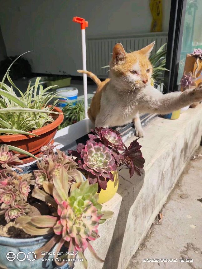 猫图片|宠物猫|猫咪|