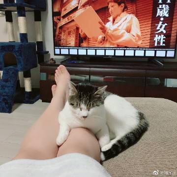 猫图片|宠物猫|猫咪|