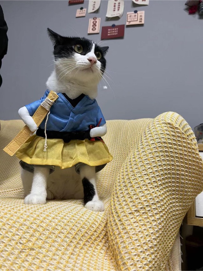 猫图片|宠物猫|猫咪|