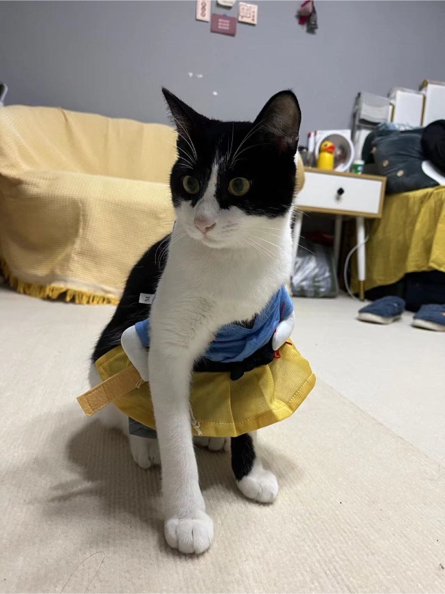 猫图片|宠物猫|猫咪|