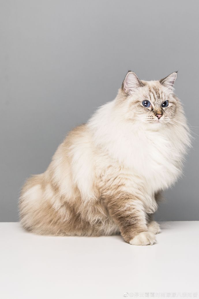 猫图片|宠物猫|猫咪|