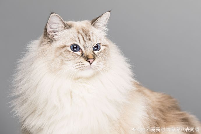 猫图片|宠物猫|猫咪|