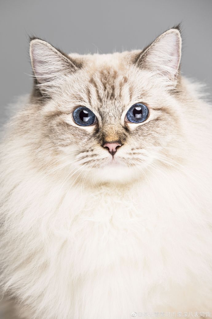 猫图片|宠物猫|猫咪|