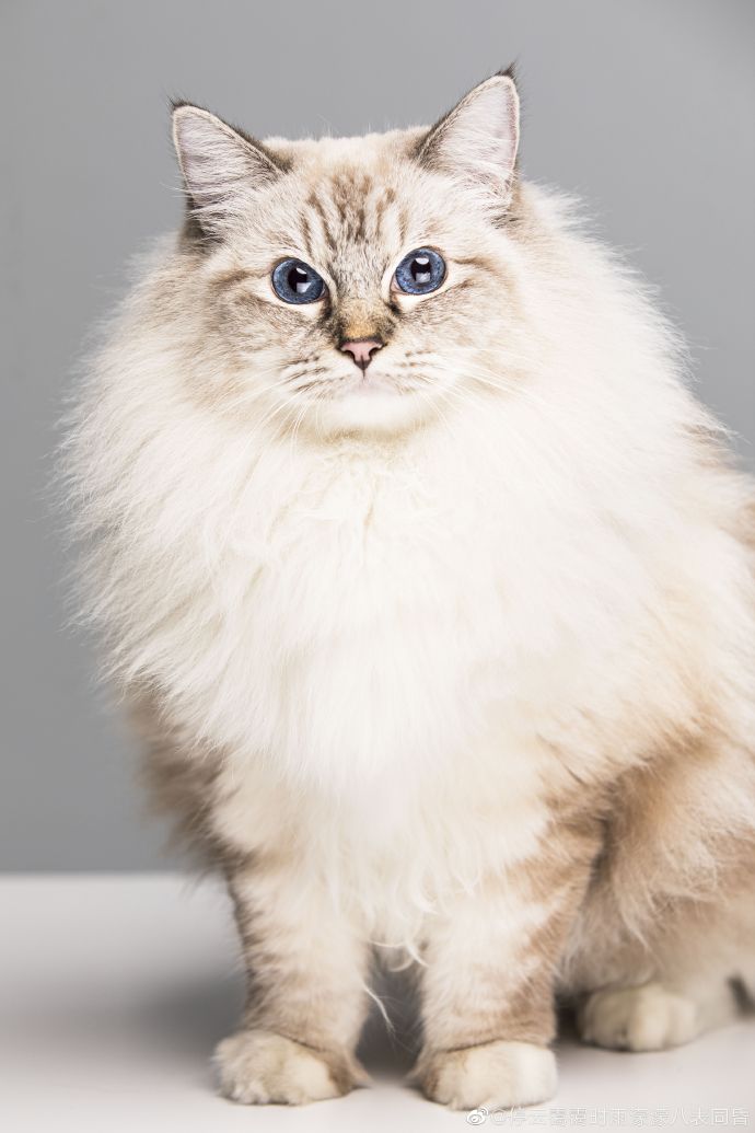 猫图片|宠物猫|猫咪|