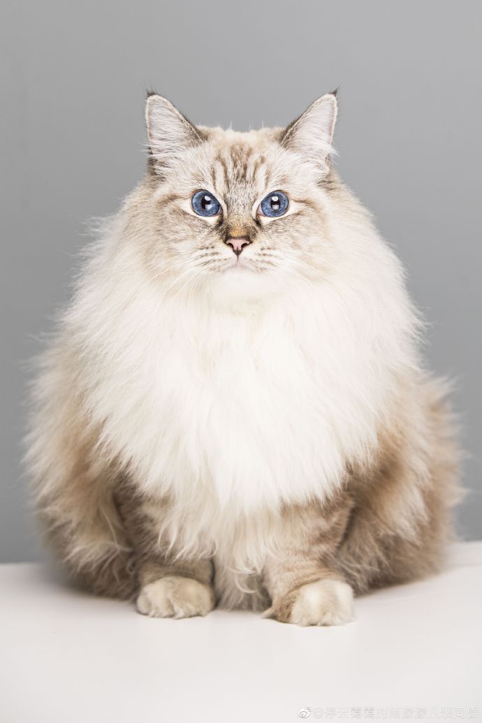 猫图片|宠物猫|猫咪|