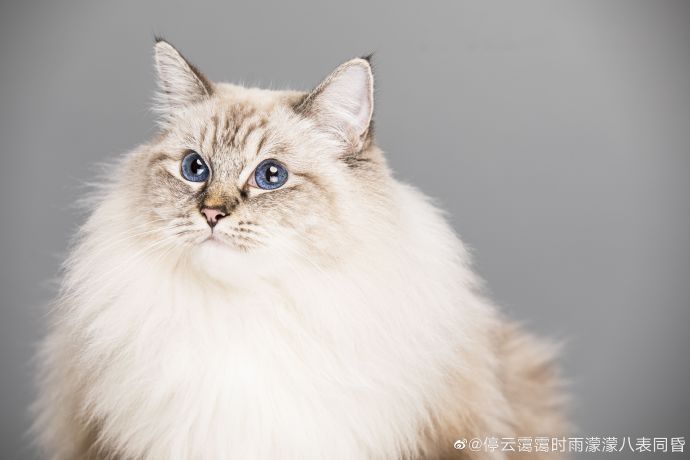 猫图片|宠物猫|猫咪|