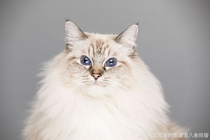 猫图片|宠物猫|猫咪|