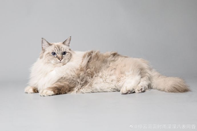 猫图片|宠物猫|猫咪|
