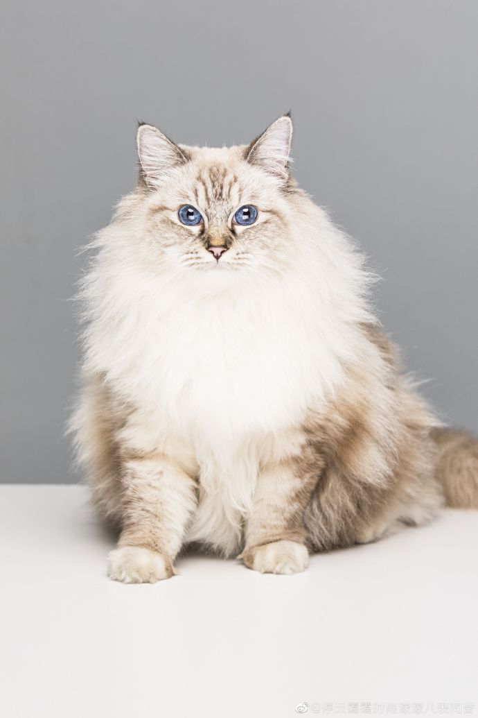 猫图片|宠物猫|猫咪|