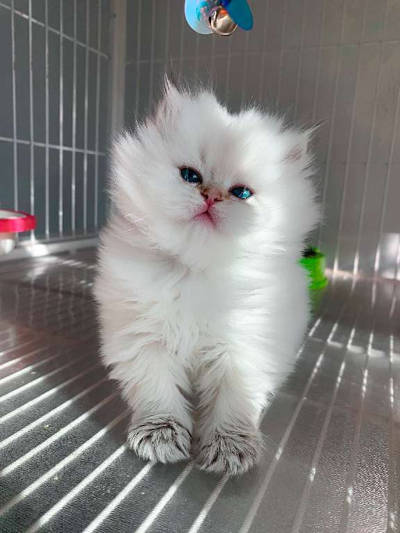 猫图片|宠物猫|猫咪|