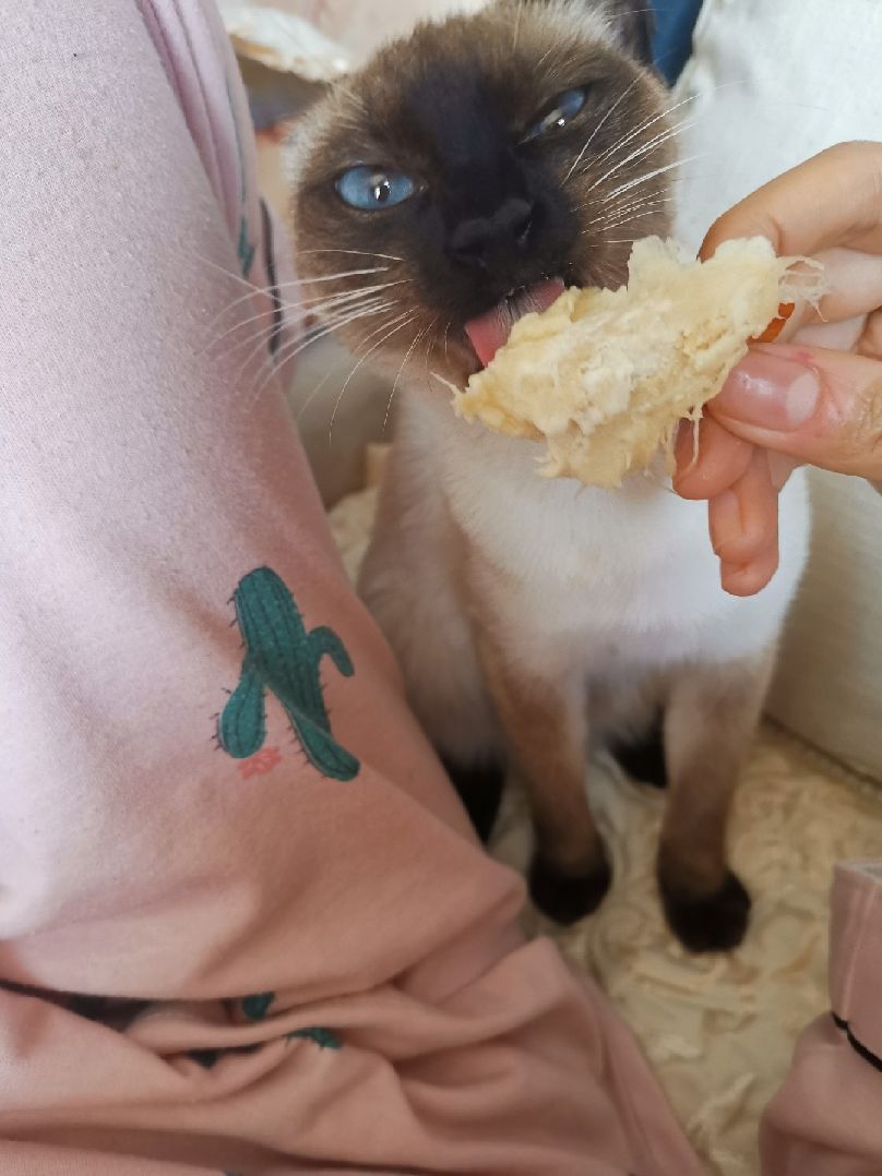 猫图片|宠物猫|猫咪|