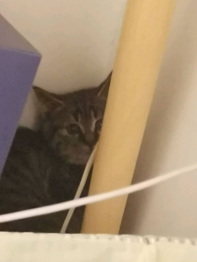 猫图片|宠物猫|猫咪|