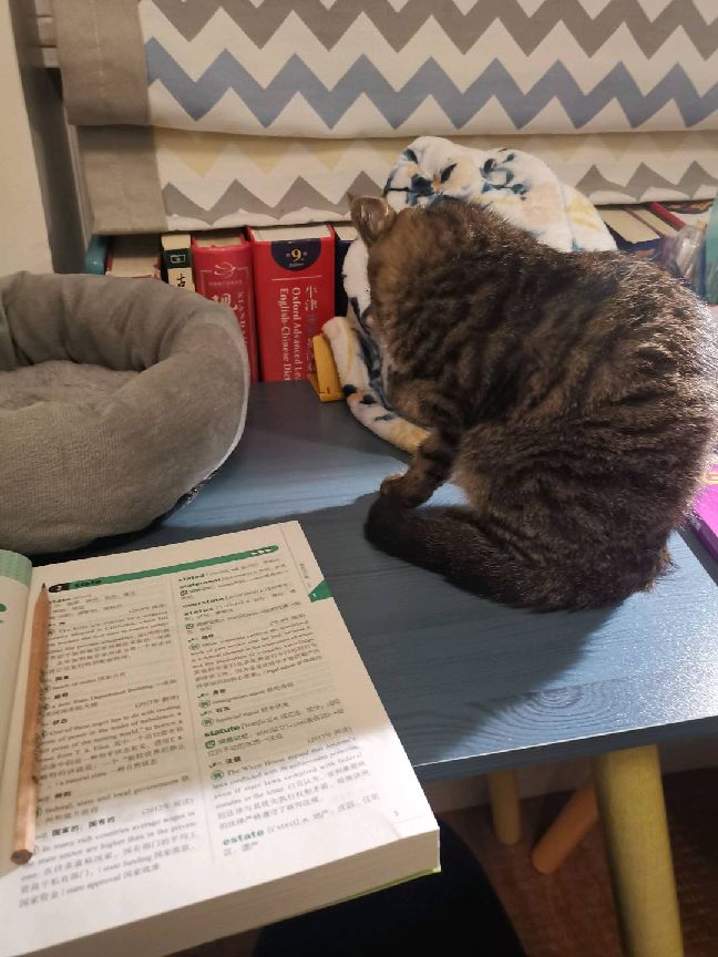 猫图片|宠物猫|猫咪|