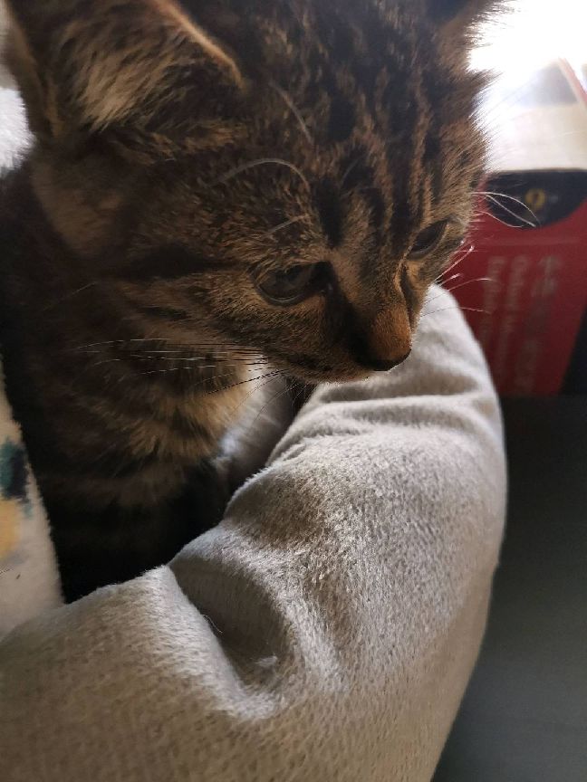 猫图片|宠物猫|猫咪|