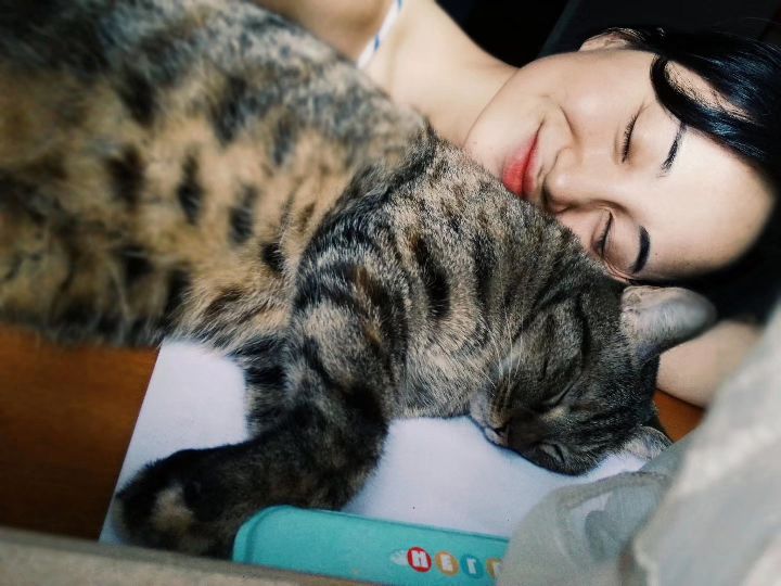 猫图片|宠物猫|猫咪|