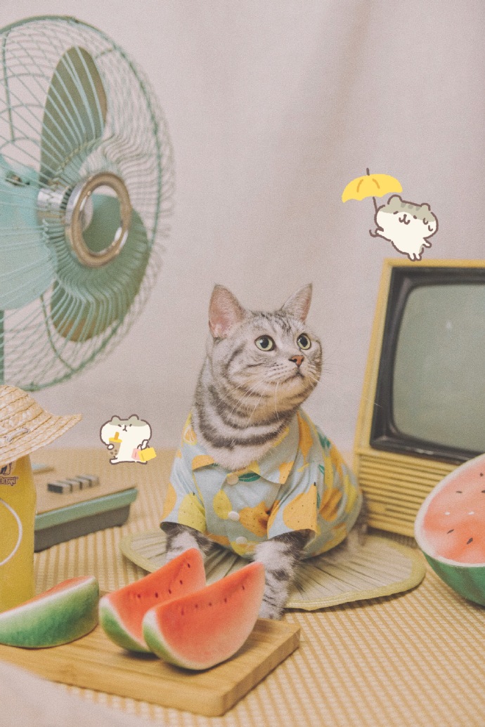 猫图片|宠物猫|猫咪|