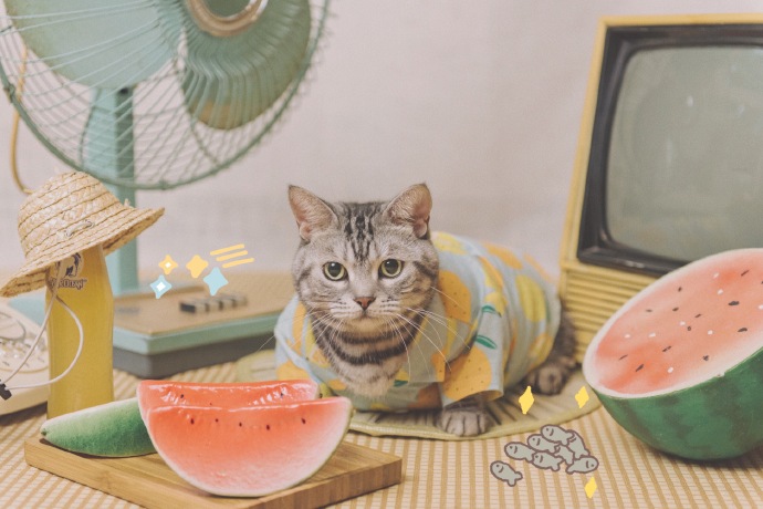 猫图片|宠物猫|猫咪|