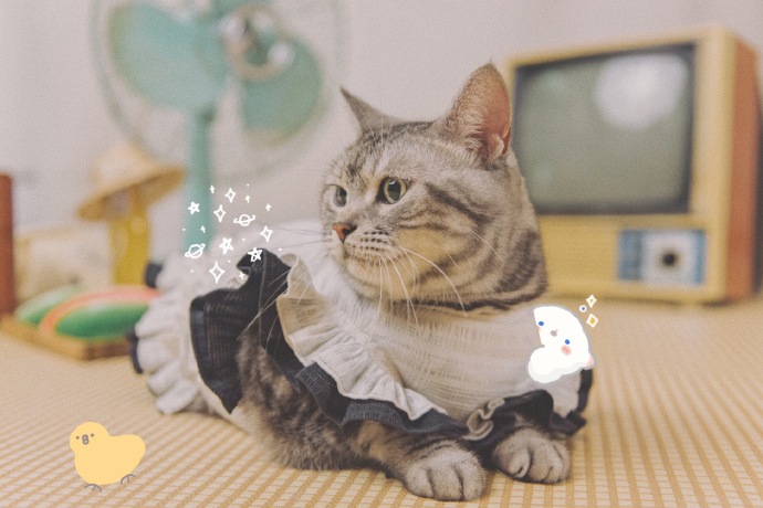 猫图片|宠物猫|猫咪|