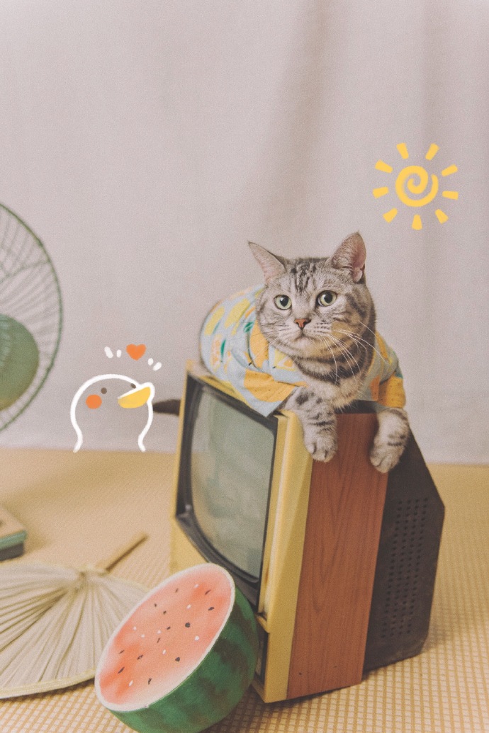 猫图片|宠物猫|猫咪|