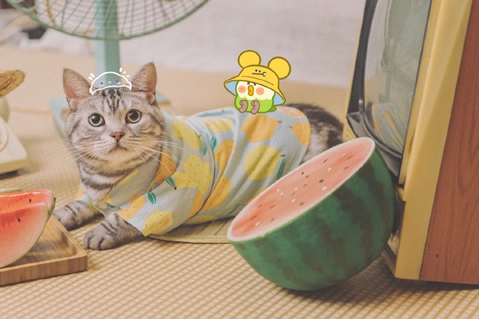 猫图片|宠物猫|猫咪|