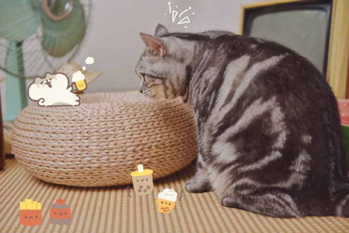 猫图片|宠物猫|猫咪|