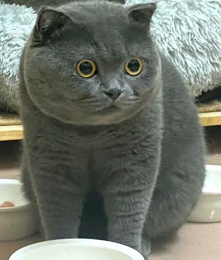 猫图片|宠物猫|猫咪|