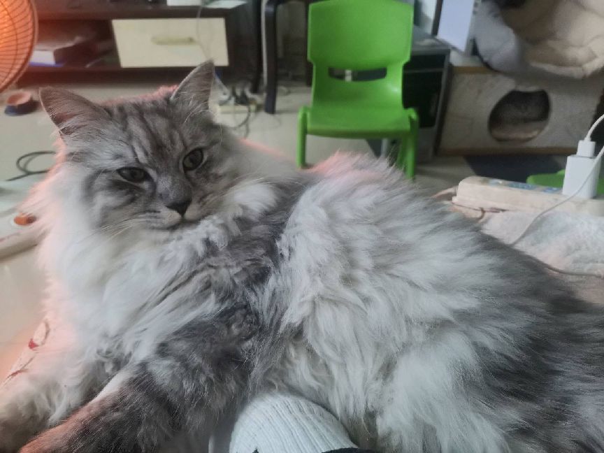 猫图片|宠物猫|猫咪|