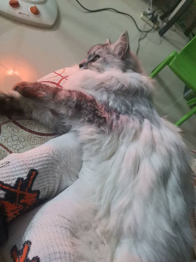 猫图片|宠物猫|猫咪|