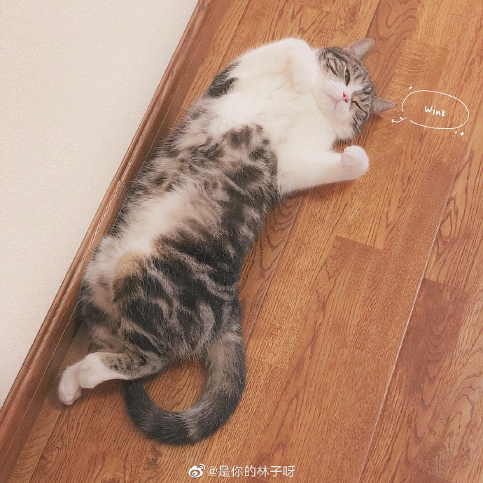 猫图片|宠物猫|猫咪|