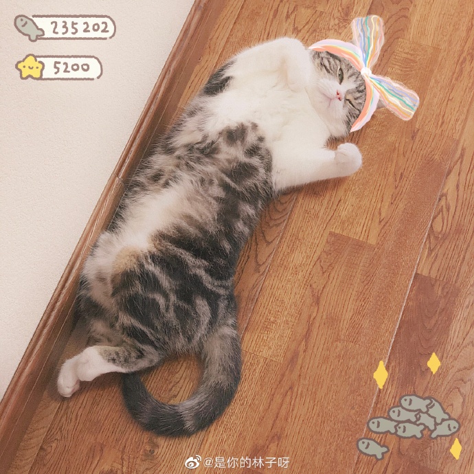 猫图片|宠物猫|猫咪|