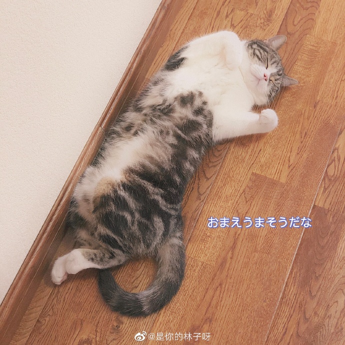 猫图片|宠物猫|猫咪|