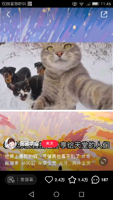 猫图片|宠物猫|猫咪|