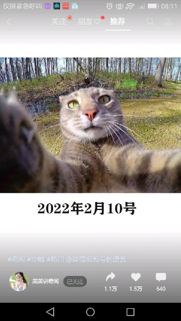 猫图片|宠物猫|猫咪|