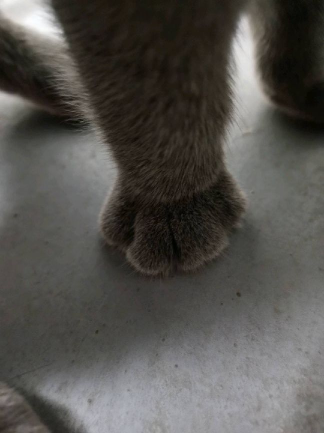 猫图片|宠物猫|猫咪|