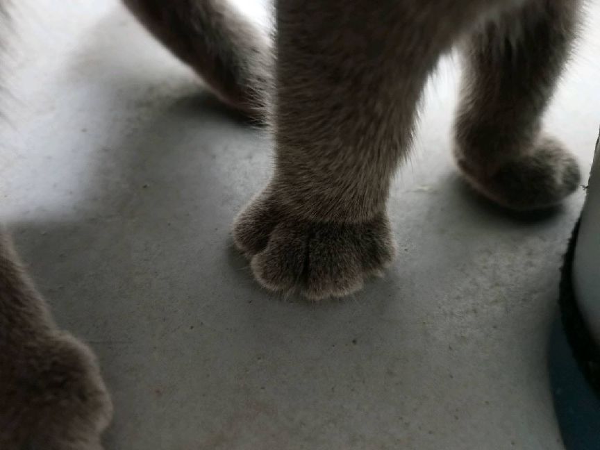 猫图片|宠物猫|猫咪|