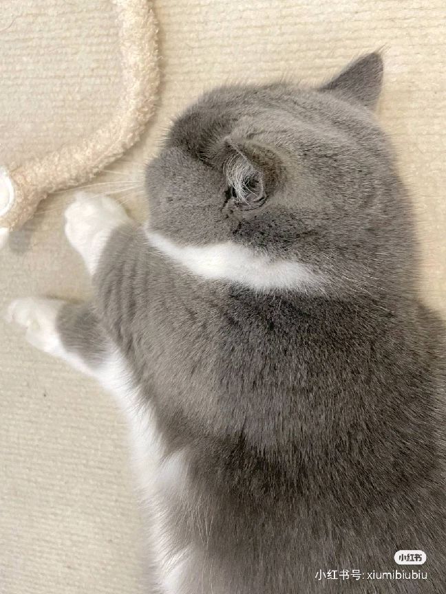 猫图片|宠物猫|猫咪|