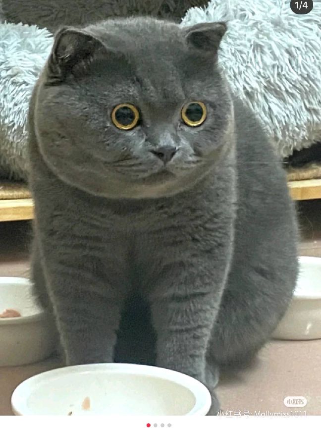 猫图片|宠物猫|猫咪|