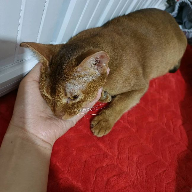 猫图片|宠物猫|猫咪|