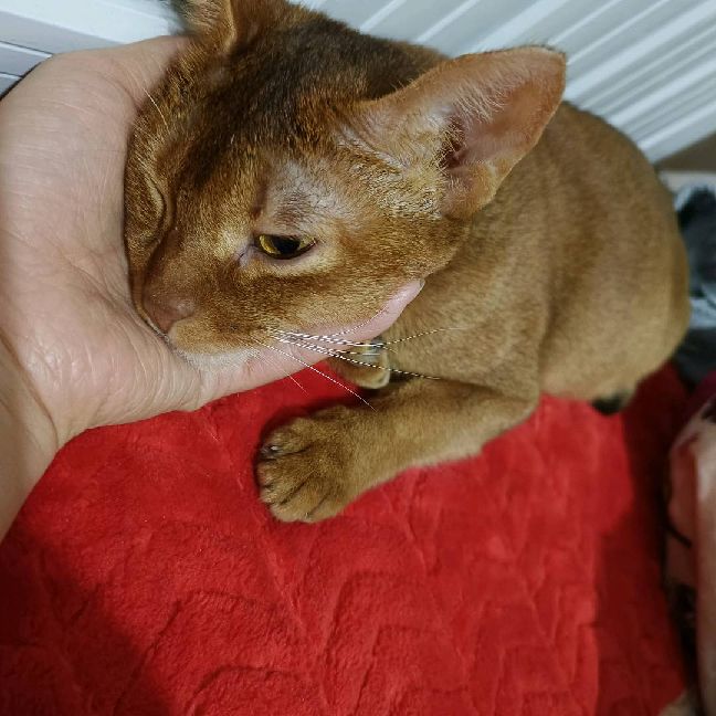 猫图片|宠物猫|猫咪|