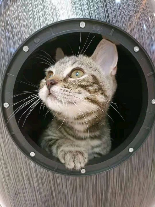 猫图片|宠物猫|猫咪|