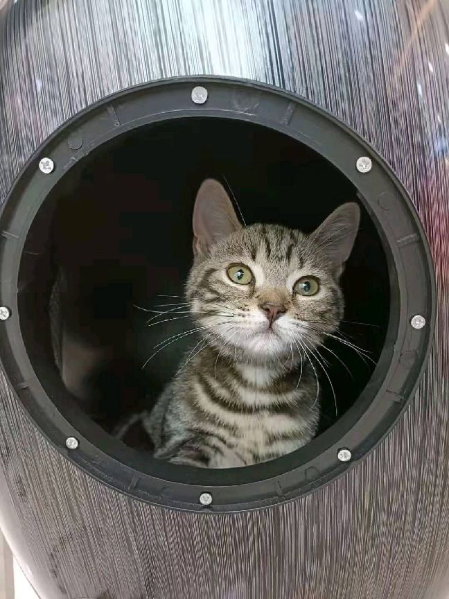 猫图片|宠物猫|猫咪|