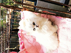 猫图片|宠物猫|猫咪|