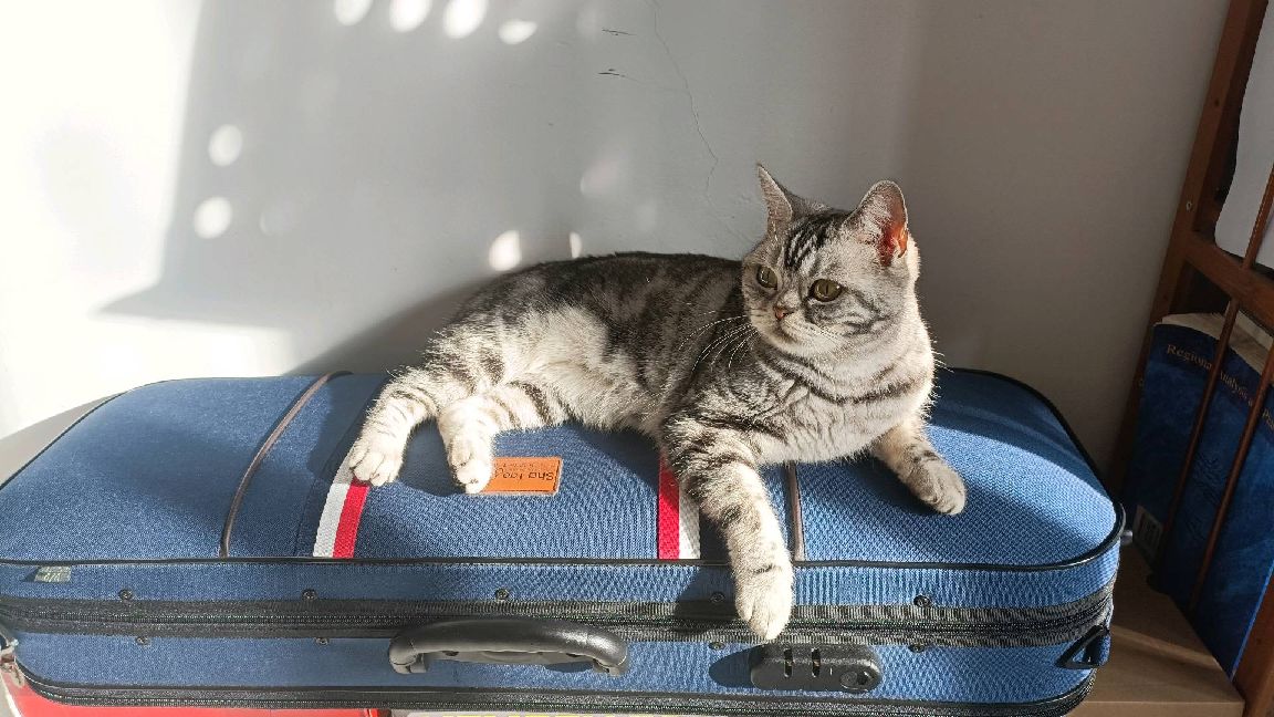 猫图片|宠物猫|猫咪|