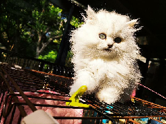 猫图片|宠物猫|猫咪|