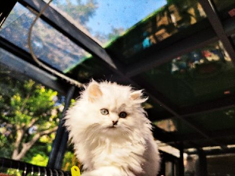 猫图片|宠物猫|猫咪|