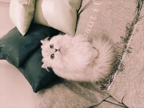 猫图片|宠物猫|猫咪|